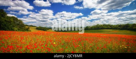 Mohnblumen auf einem Feld im Garten von England, Kent Stockfoto