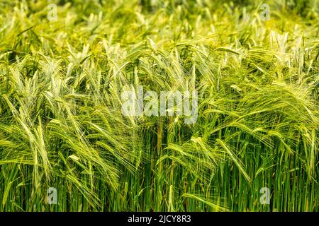 Nahaufnahme von reifender oder unreifer grüner Gerste, die im Wind weht, in Field, Schottland, Großbritannien Stockfoto