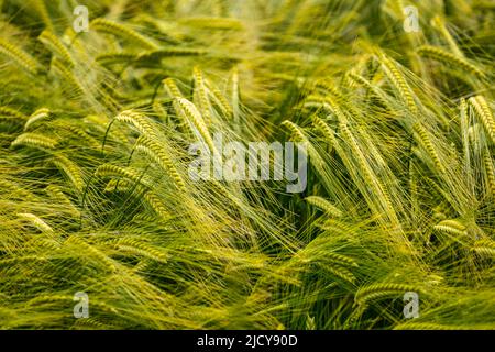 Nahaufnahme von reifender oder unreifer grüner Gerste, die im Wind weht, in Field, Schottland, Großbritannien Stockfoto