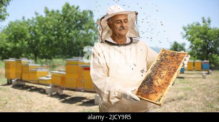 Reifer männlicher Bienenzüchter in einer Uniform, der einen Honigbienenrahmen mit Bienen auf dem Bienenstock hält Stockfoto