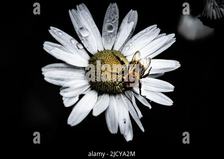 Hummel und Wassertropfen auf der Gänseblümchen-Blume Stockfoto