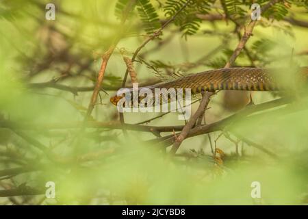 Indische Rattenschlange (Ptyas mucosa) Stockfoto