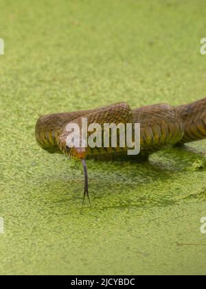 Indische Rattenschlange (Ptyas mucosa) Stockfoto