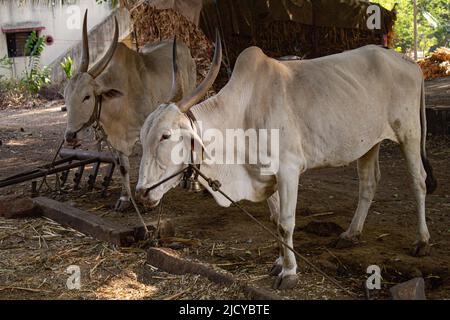 Zwei Bullen fressen Gras, indisches Dorfleben Stockfoto