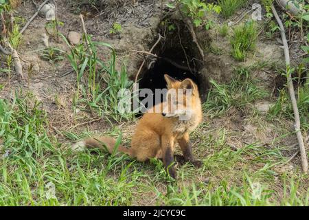 Red Fox Kit im Den in Alaska Stockfoto