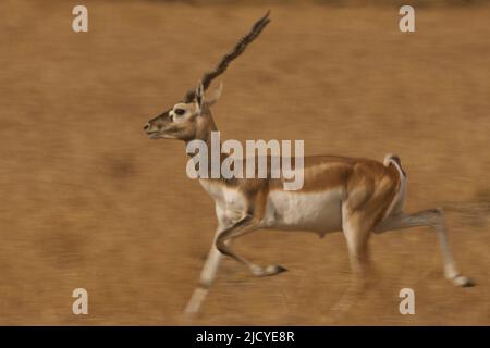 Slow Shutter Speed Panning shot of Blackbuck (Antilope cervicapra) running at Velavadar National Park, Gujarat, India Stockfoto