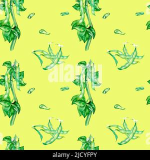 Pflanzen Sie grüne Bohnen, Haricot Aquarell nahtlose Muster isoliert. Grüne Blätter, Bohnen, Hülse, Hülse, Samen, Gemüse. Handbemalt für Design-Menü, Wrapp Stockfoto