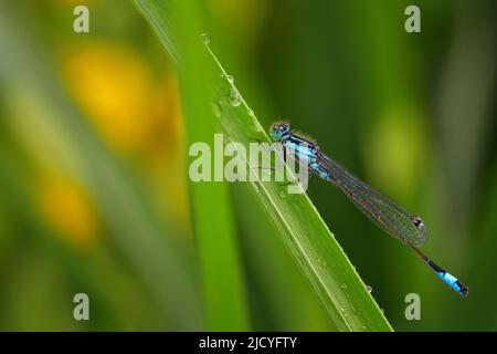 Rotschwanz-Damselfliege (Zygoptera ) Libelle Insekt aus der Nähe sitzen auf dem Blatt mit Regentropfen am frühen Morgen, flache Schärfentiefe verschwommen Natur b Stockfoto