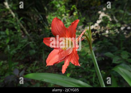 Winkelansicht einer großen, trichterförmigen, orangefarbenen Hippeastrum-Blume mit Wassertropfen auf den Blütenblättern Stockfoto