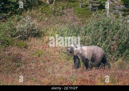 Grizzly-Bären wandern durch Bäume im Glacier National Park, Montana, USA. Schöner Ursus arctos horribilis in seinem natürlichen Lebensraum in Amerika Stockfoto