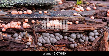 Lycogala epidendrum, allgemein bekannt als Wolfmilch oder groening-Schleim, kosmopolitische Spezies der myxogastrid Amöbe Stockfoto