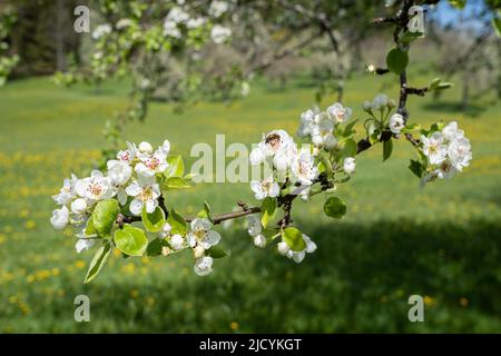 Der dünne Zweig des Birnenbaums mit den Blüten im Frühling Stockfoto