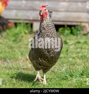 maran Henne Stockfoto