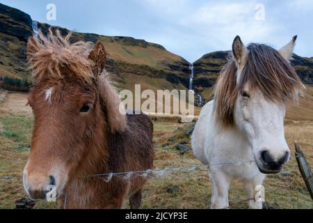 Icenadische Pferde in der Nähe von Vik, Island. Stockfoto