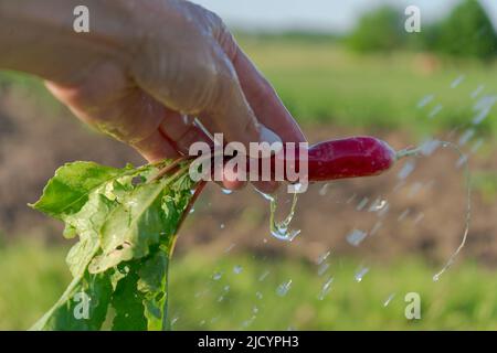 Eine Hand hält einen Rettich, aus dem Wasser tropft Stockfoto