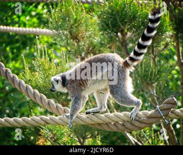 Katta Zoo von Calgary Alberta Stockfoto
