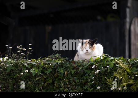 Eine weiße streunende Katze hat ein wachsames Auge auf eine Wand, die mit Efeu und Gänseblümchen, dunklem Hintergrund und Kopierraum bedeckt ist Stockfoto