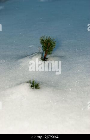 Junge Kiefer, die im Frühjahr senkrecht aus dem frisch gefallenen Schnee herauskommt Stockfoto