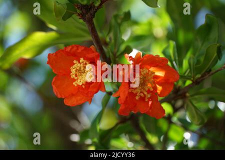 Bio Granatapfel Obstbaum blühenden Zweig mit zwei intensiven roten Blüten zwischen den Blättern auf der Baumkrone im frühen Frühjahr Stockfoto