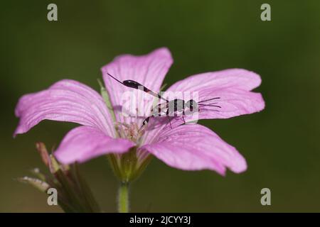 Wespe-Nahaufnahme-Gasteruption. Familie Gasteruptiidae, Unterfamilie Gasteruptiinae. Uber eine Blume von Geranium endressii. Stockfoto