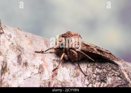 Die Gesichtsansicht eines Herz- und Schlägermotten, Agrotis clavis, die auf einem silbernen Birkenzweig ruht. Stockfoto