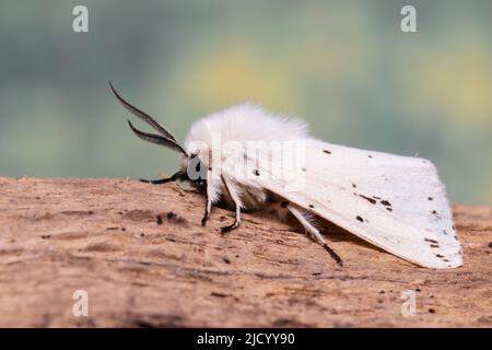 Eine weiße Erminmotte, Spilosoma lumicipeda, ruht auf einem faulen Baumstamm. Stockfoto