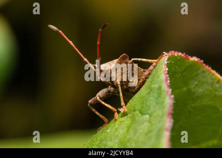 Coreus marginatus, allgemein bekannt als Dock-Bug. Stockfoto