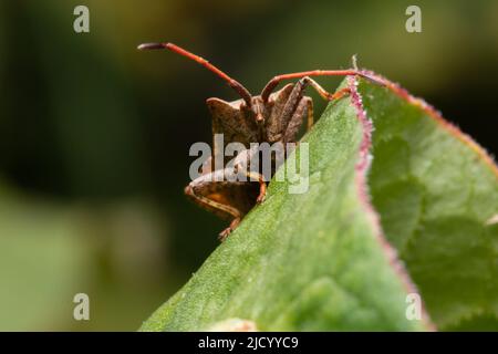 Coreus marginatus, allgemein bekannt als Dock-Bug. Stockfoto