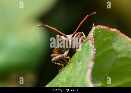 Coreus marginatus, allgemein bekannt als Dock-Bug. Stockfoto