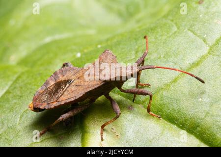 Coreus marginatus, allgemein bekannt als Dock-Bug. Stockfoto