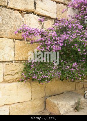 Bougainvillea wächst gegen die alte Mauer in den Ruinen von Sbeitia, Tunesien Stockfoto