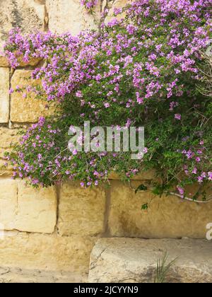 Bougainvillea wächst gegen die alte Mauer in den Ruinen von Sbeitia, Tunesien Stockfoto