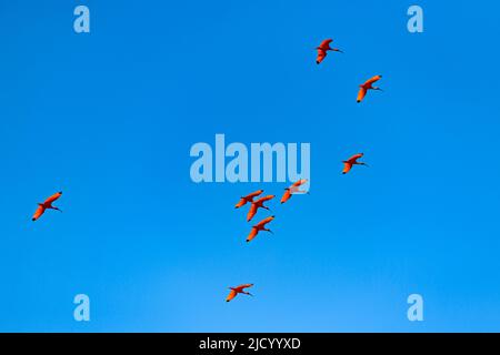 Scharlachrote Ibis, Eudocimus ruber, Rotvögel fliegen Stockfoto