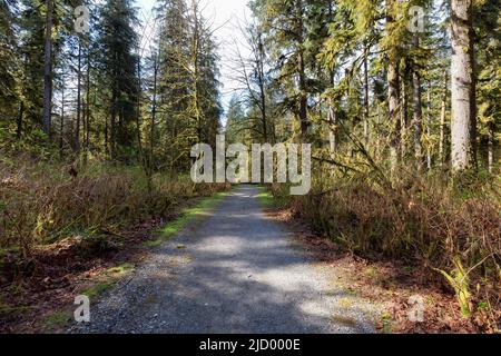 Wanderweg in einem lebendigen Wald mit grünen Bäumen. Stockfoto