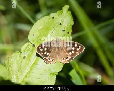 Ein gesprenkelter Holzschmetterling, Pararge aegeria, der auf einem Blatt sonneniert. Stockfoto