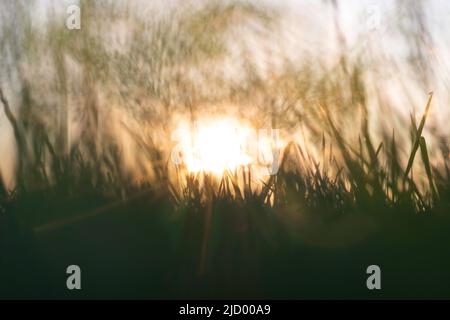 Defokussiert Gräser gegen das Sonnenlicht bei Sonnenuntergang. Foto der Natur oder Umwelt. Foto des Konzepts der Kohlenstoffnettelnull oder der Kohlenstoffneutralität. Stockfoto