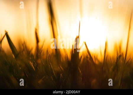 Silhouette von entkochten Gräsern bei Sonnenuntergang vom Boden aus. Natur- oder Umgebungshintergrundfoto. Carbon net-zero oder Carbon Neutrality Konzept phot Stockfoto