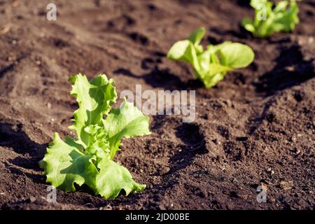 Frische junge Salatkeimlinge, die in einem Garten im Boden wachsen Stockfoto