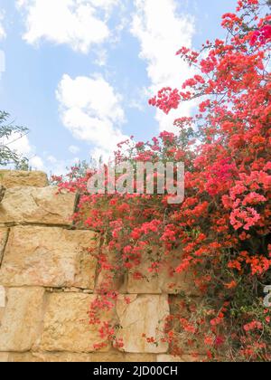 Bougainvillea wächst gegen die alte Mauer in den Ruinen von Sbeitia, Tunesien Stockfoto