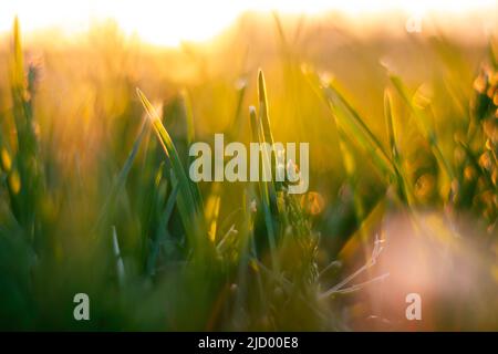 Gräser mit direkter Sonneneinstrahlung vom Boden aus. Foto des Konzepts „Carbon net-zero“. Defokussieren oder selektiven Fokus. Natur- oder Umwelthintergrund. Stockfoto