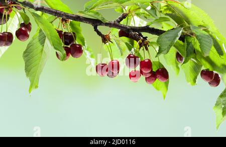Reife Kirschen hängen an einem Kirschbaum-Ast. Erntezeit im Kirschgarten. Regentropfen sind auf den Früchten. Morgenlicht Stockfoto
