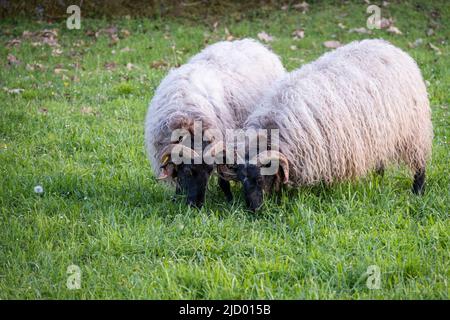 Zwei Widder Lacha oder Latxa Rasse, grasen in einer grünen Weide, 2 Schafe mit weißer Wolle und schwarzem Gesicht grasen zusammen Stockfoto