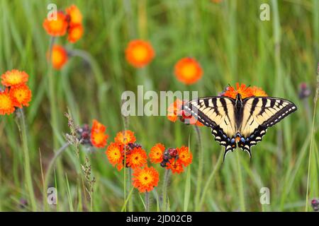 Kanadischer Tiger-Schwalbenschwanz, Papilio Candensis, auf einer Idian-Pinselblume. Quebec, Kanada Stockfoto