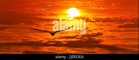 Meereslandschaft Sonnenuntergang mit Einem Vogel Fliegen in Richtung Eines bunten romantischen Himmels Stockfoto