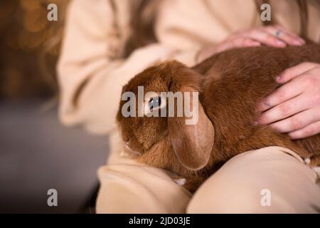Auf dem Schoß des Mädchens sitzt ein süßes rothaariges, loppohriges Kaninchen. Nahaufnahme, die Hände der Kinder umarmen sanft ein Kaninchen Stockfoto