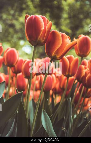 Bunte Tulpen blühen im Frühling in den Bergen rot und orange Stockfoto