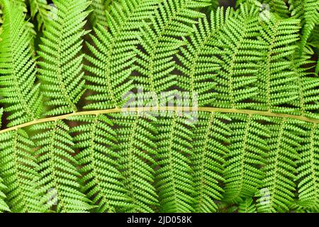 Nahaufnahme des Blattes des weichen Baumfarns. Botanischer Name 'Dicksonia Antarctica' Stockfoto