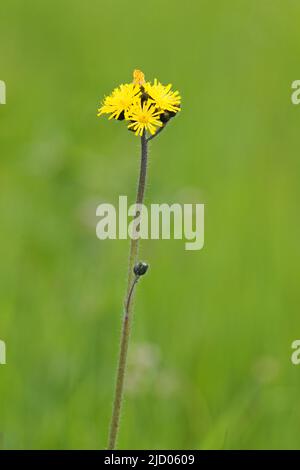 Gelbe Chicory Blume wächst auf einer Weide. Quebec, Kanada Stockfoto
