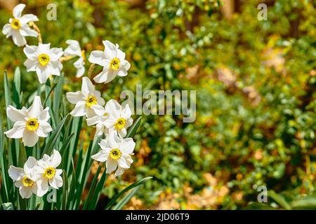 Schädigende Sammlung von weißen zarten Mai Narzissen auf einem grünen Rasen Stockfoto