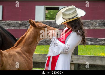 Fohlen und Frau auf dem Feld Stockfoto